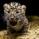 Illustration for article titled ZOMG BABY AMUR LEOPARDS!!!